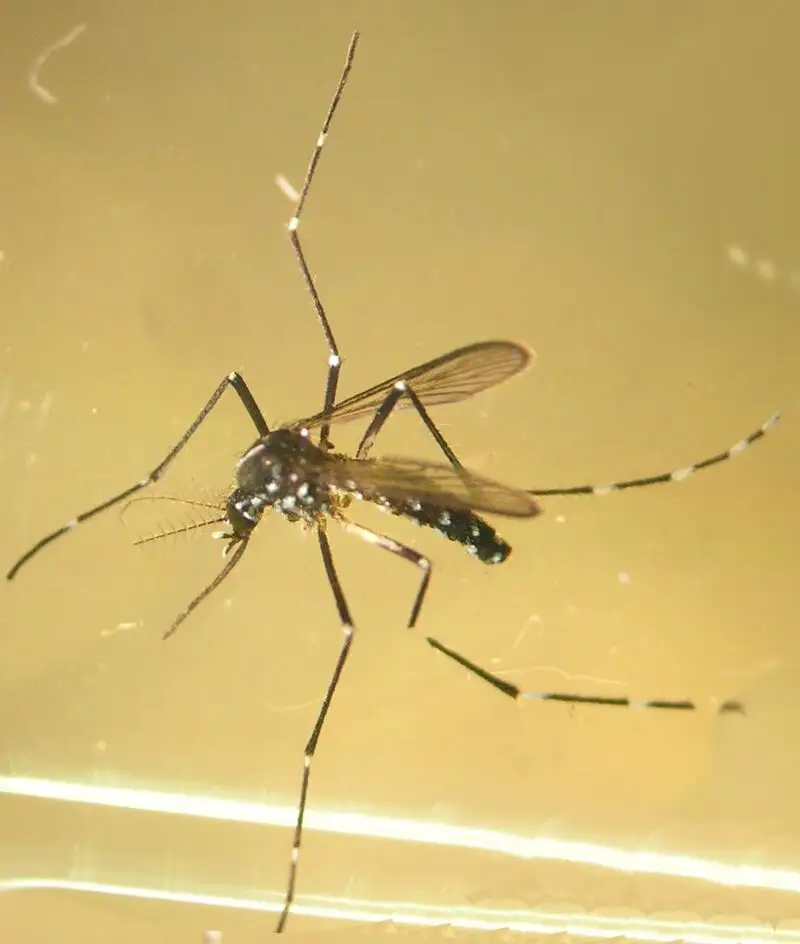 Sanidad convoca ayudas por 350.000 euros destinadas a municipios para combatir el mosquito tigre y otros vectores