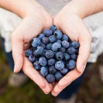 Para qué sirven los arándanos: efectos y beneficios