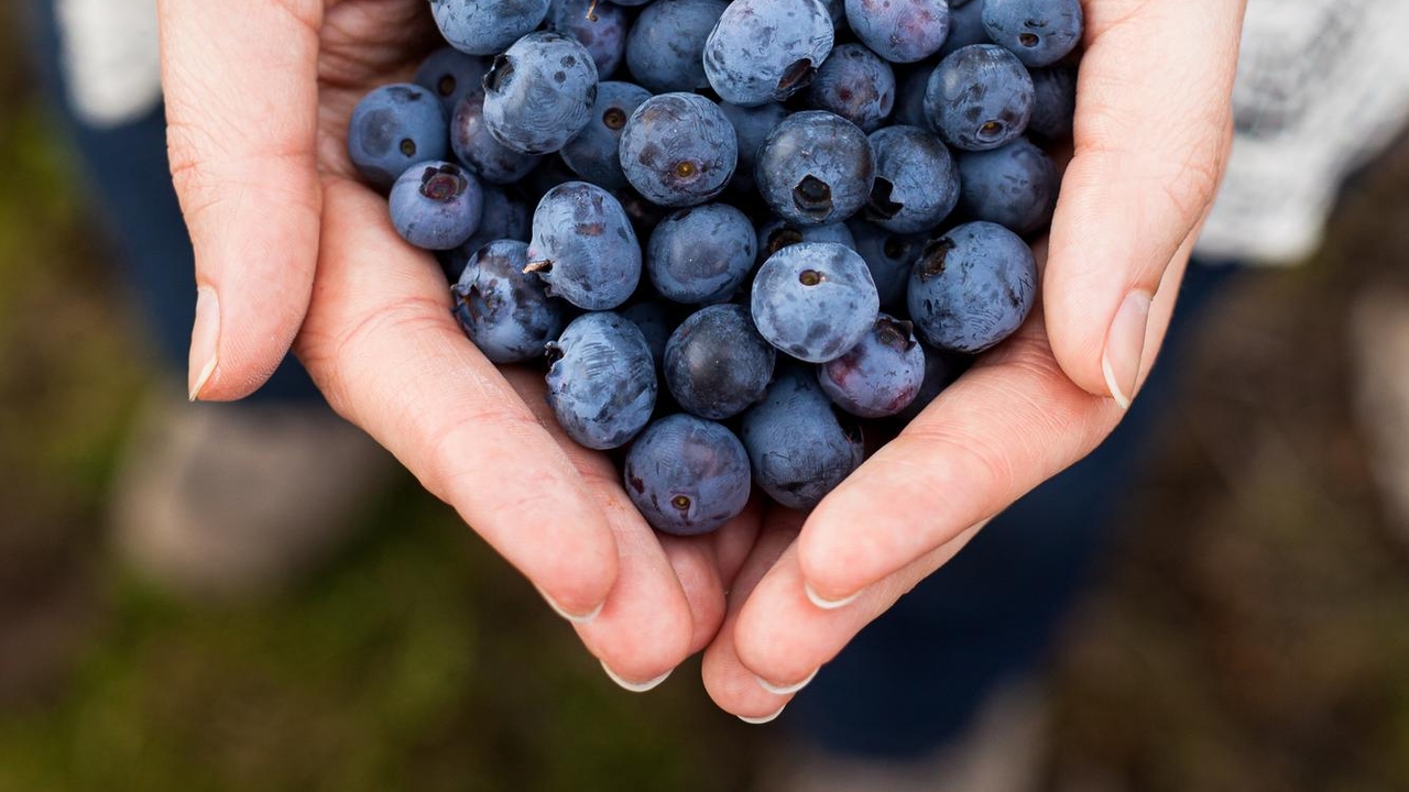 ¡Potencia tu Cerebro con Arándanos! Beneficios y Precauciones Diarias