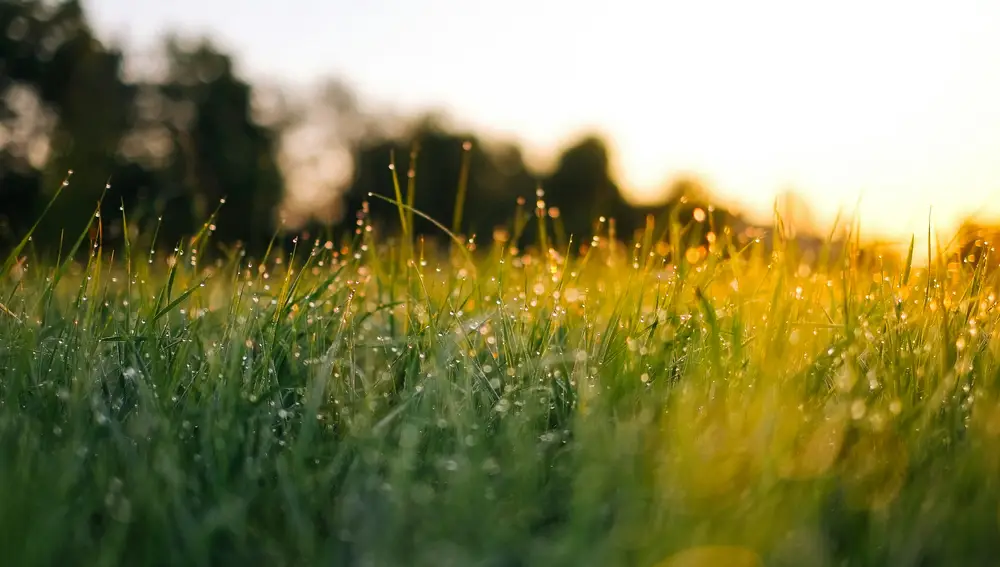 Un césped más denso, verde y libre de químicos