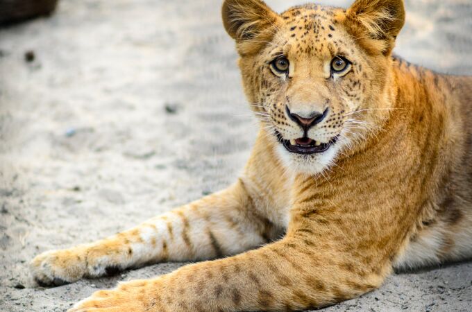 ¿Cómo se llama la cría del león y la tigresa? Este es su nombre que muy pocos conocen