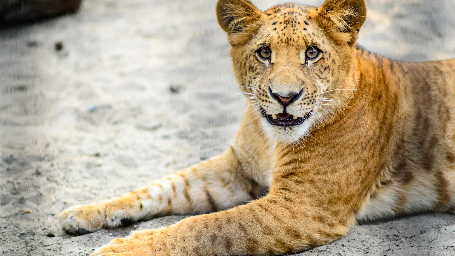 ¿Cómo se llama la cría del león y la tigresa? Este es su nombre que muy pocos conocen