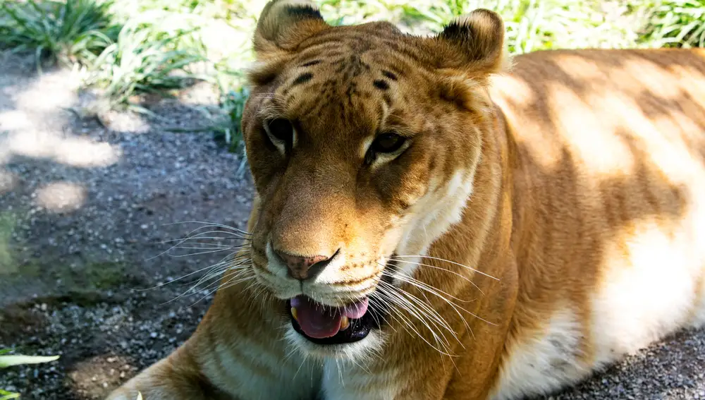 Tigón