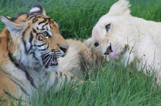 Ni tigre ni león: cómo se llama la cría que nace entre una leona y un tigre