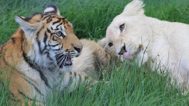 Ni tigre ni león: cómo se llama la cría que nace entre una leona y un tigre
