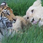Ni tigre ni león: cómo se llama la cría que nace entre una leona y un tigre