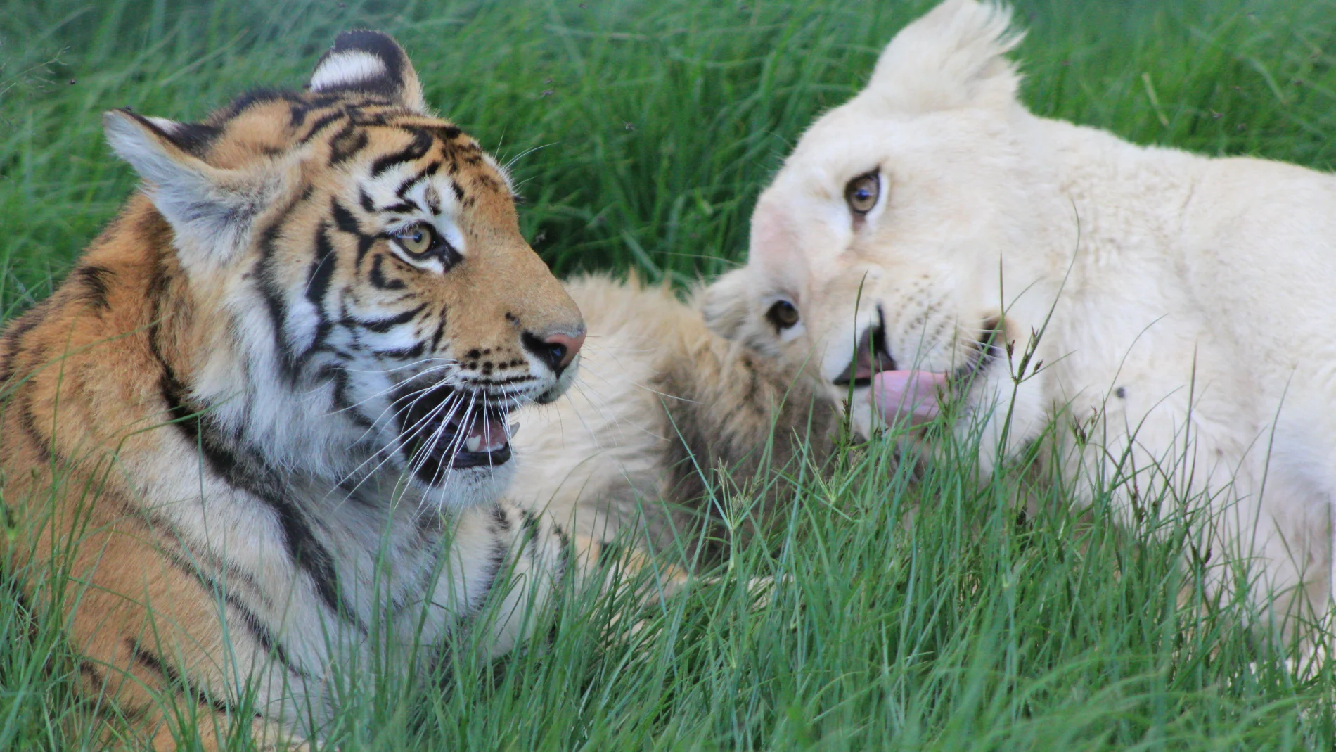 Ni tigre ni león: cómo se llama la cría que nace entre una leona y un tigre