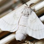 Ni por la luz ni por alimento: esto es lo que realmente atrae a las polillas a tu casa