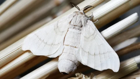 Ni por la luz ni por alimento: esto es lo que realmente atrae a las polillas a tu casa