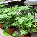 La planta que perfuma la casa y aleja a los mosquitos: muy demandada en los viveros en primavera