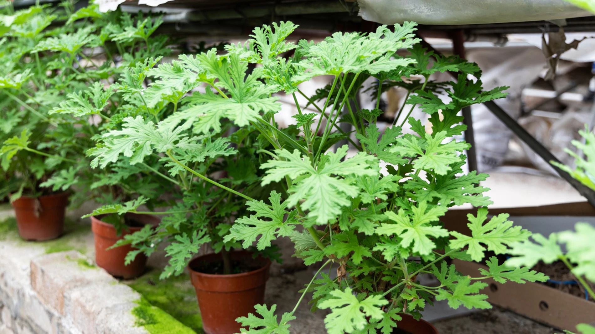 La planta que perfuma la casa y aleja a los mosquitos: muy demandada en los viveros en primavera