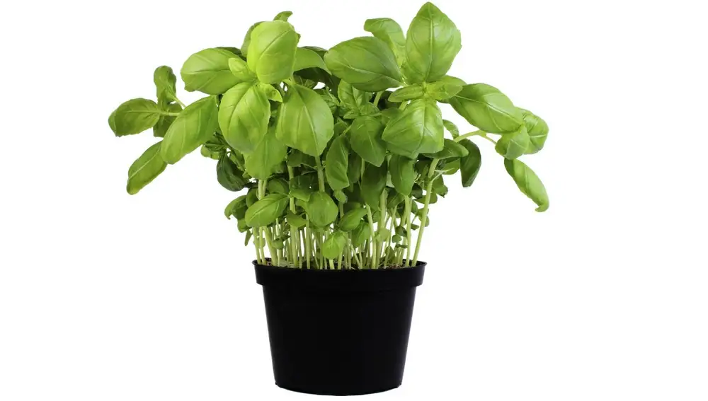 Albahaca