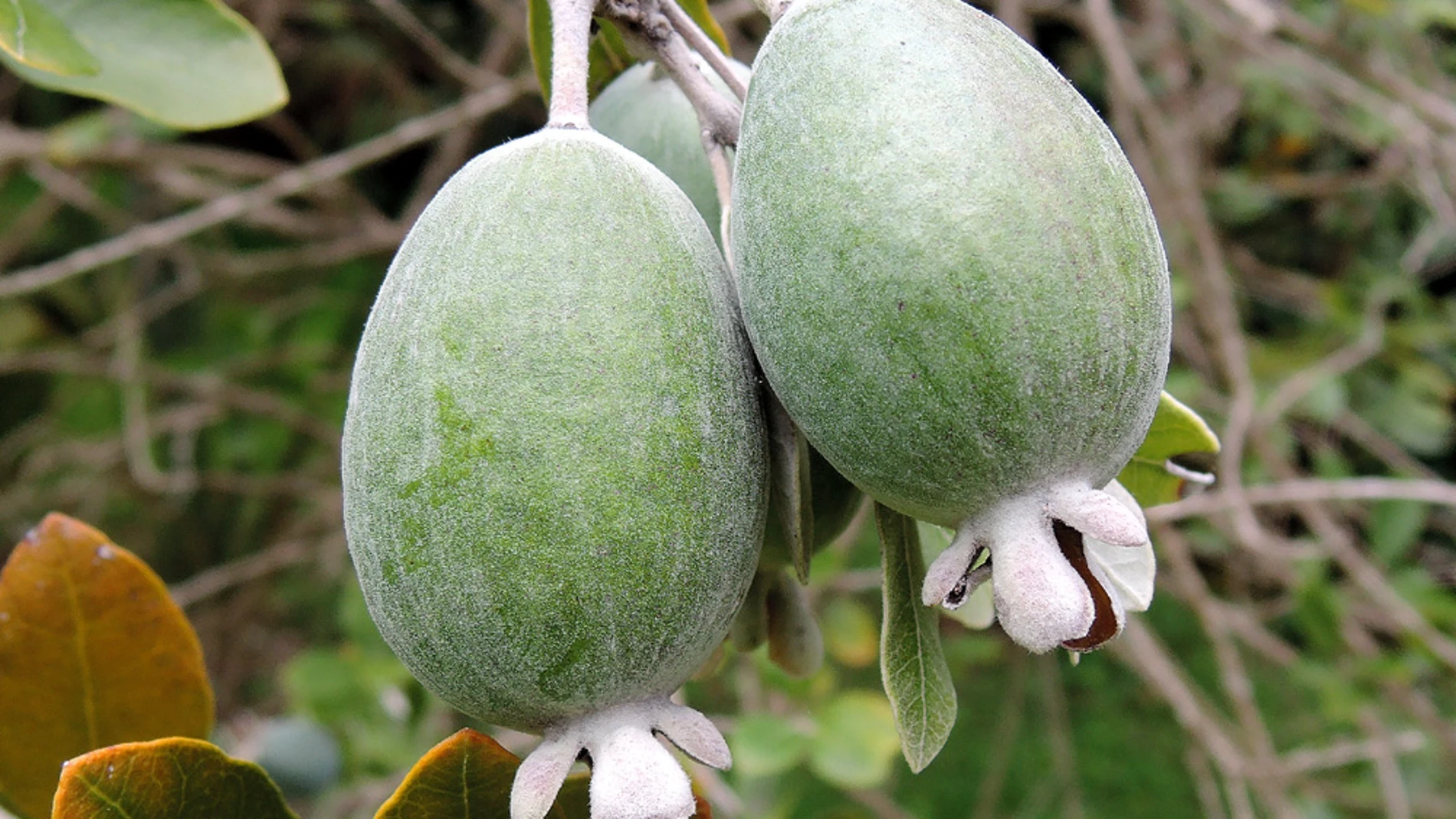 La planta con frutos que tienen sabor a piña y fresa: cuál es y cómo cultivarla