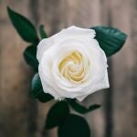 Esta variedad de rosa resiste a todo: calor, heladas, enfermedades y es preciosa 