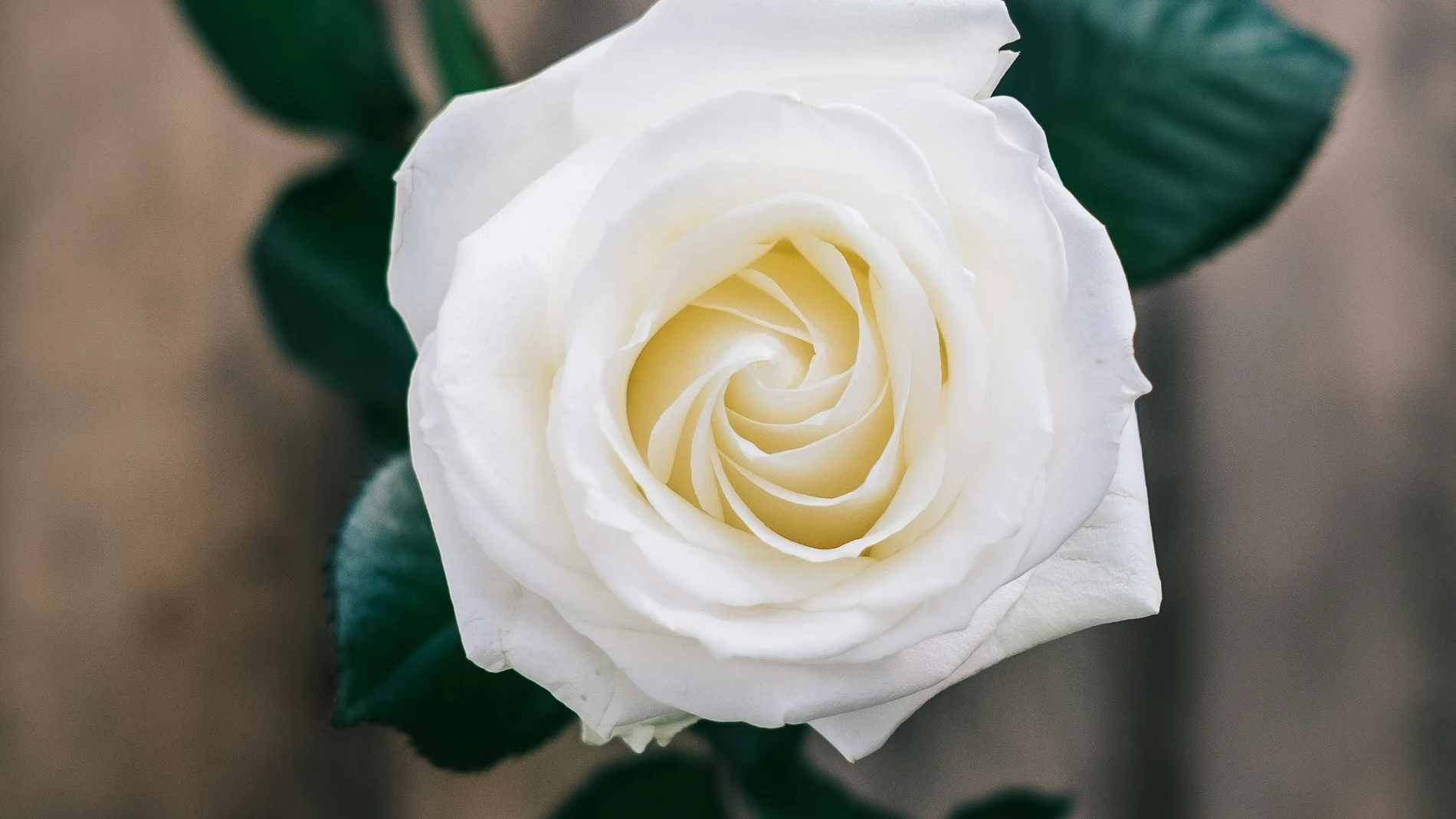 Esta variedad de rosa resiste a todo: calor, heladas, enfermedades y es preciosa