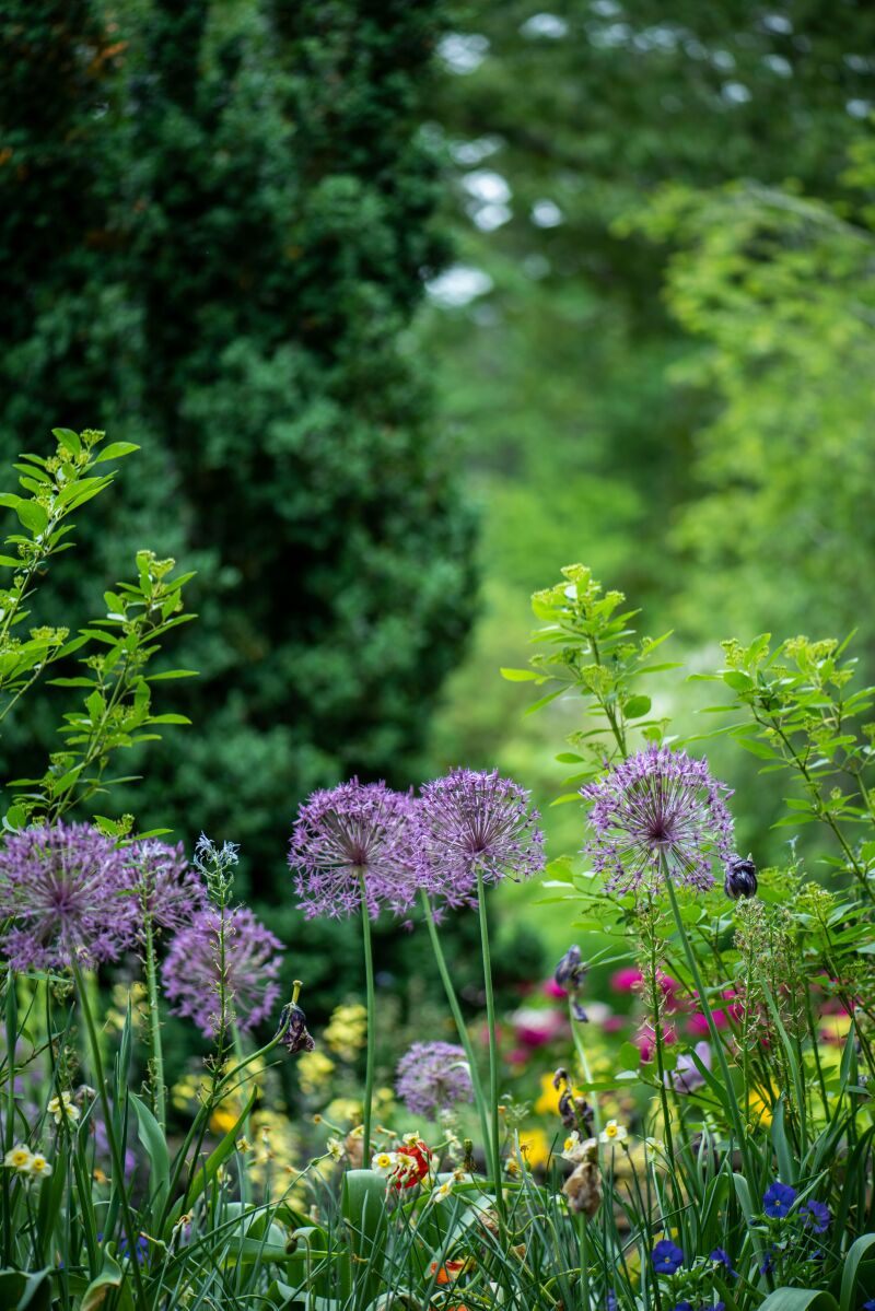 La filosofía japonesa detrás de las plantas en flor