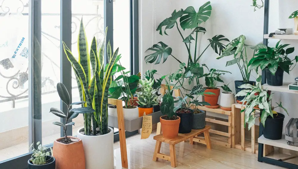 Plantas refrescantes