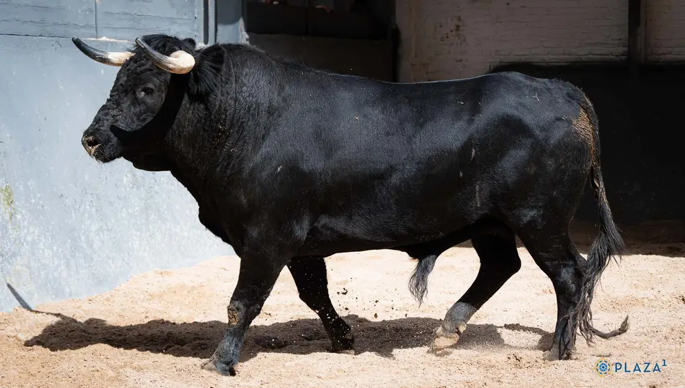 "Malagueto", nº 13
