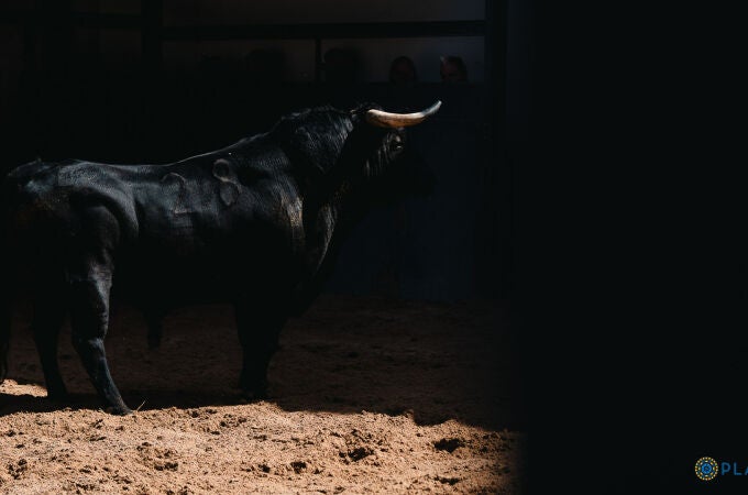 Estos son los toros de Los Espartales que pondrán la emoción esta tarde en Las Ventas