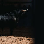 Estos son los toros de Los Espartales que pondrán la emoción esta tarde en Las Ventas