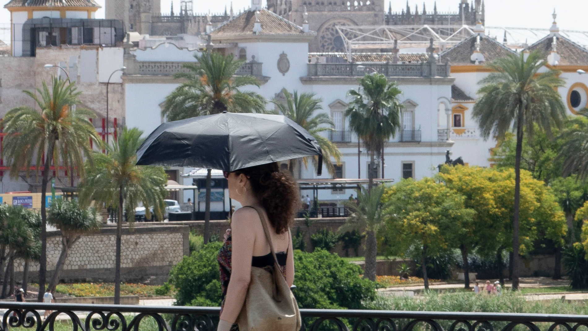 oven se protege del sol con un paraguas, este domingo en Sevilla