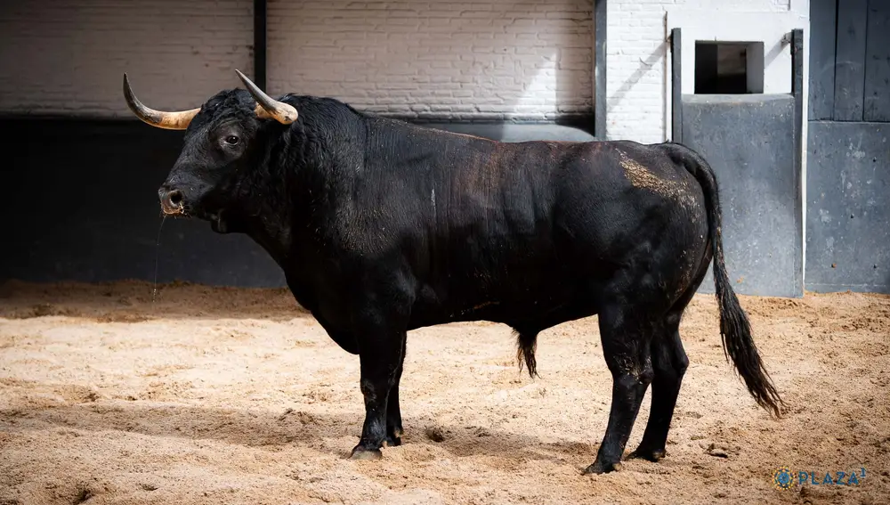 "Bichino", nº 31