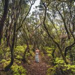 El bosque de laurisilva más espectacular de Europa está en España: vegetación milenaria y vistas al Atlántico 