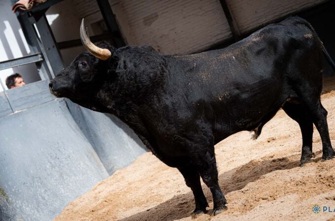 Estos son los imponentes toros de El Parralejo para un cartel de revancha isidril