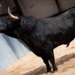 Estos son los imponentes toros de El Parralejo para un cartel de revancha isidril