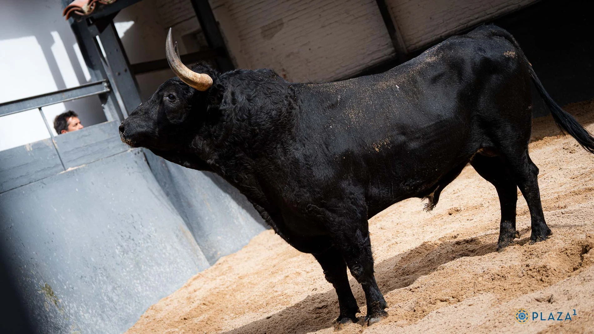 Estos son los imponentes toros de El Parralejo para un cartel de revancha isidril