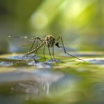 Adiós a los mosquitos con este método natural: papel higiénico y un truco casero que sí funciona
