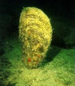 La nacra (Pinna nobilis)