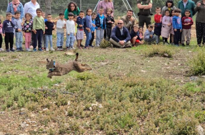 El Gobierno regional lleva a cabo la primera translocación entre comunidades autónomas cediendo un ejemplar de lince ibérico a Castilla y León