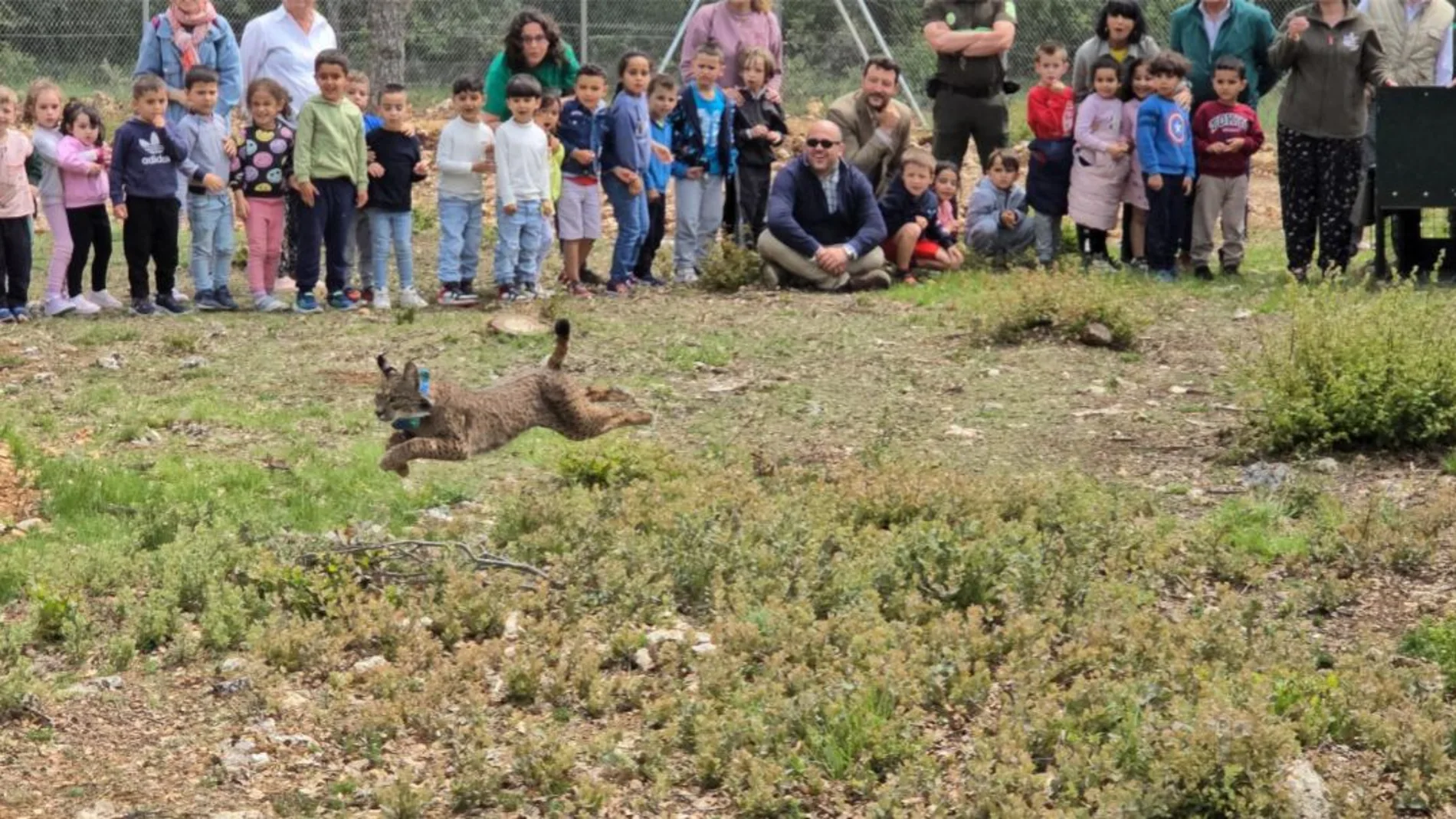 El Gobierno regional lleva a cabo la primera translocación entre comunidades autónomas cediendo un ejemplar de lince ibérico a Castilla y León