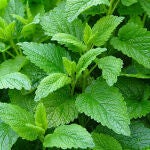 La planta que decora, perfuma todo el jardín y espanta a los mosquitos