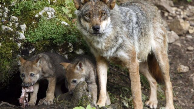 El Gobierno termina el censo de población de lobos y concluye: "En España hay menos lobos que linces"