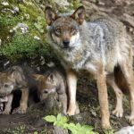 El Gobierno termina el censo de población de lobos y concluye: "En España hay menos lobos que linces"