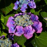 3 sencillas técnicas para multiplicar las hortensias en tu jardín