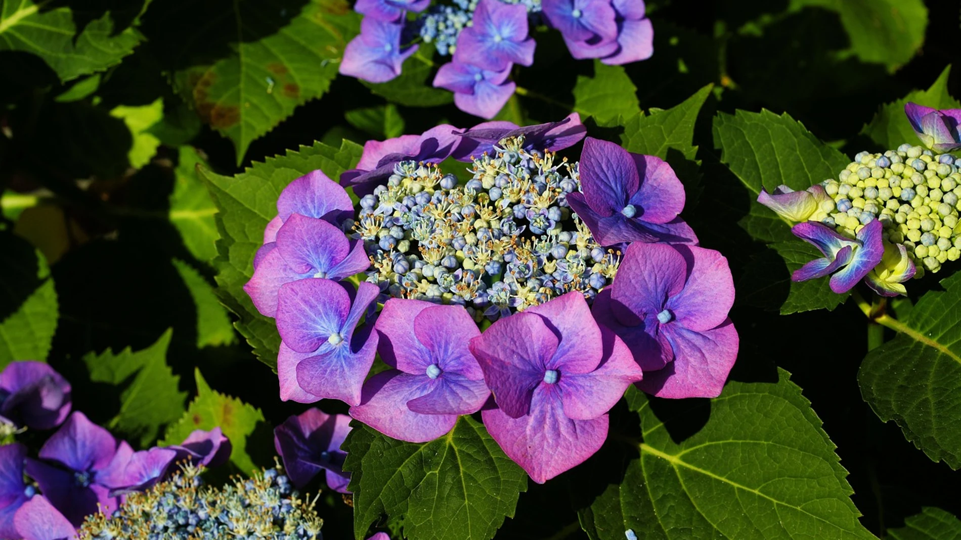 3 sencillas técnicas para multiplicar las hortensias en tu jardín
