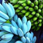 No es ciencia ficción: España tiene un plátano azul que sabe a helado de vainilla