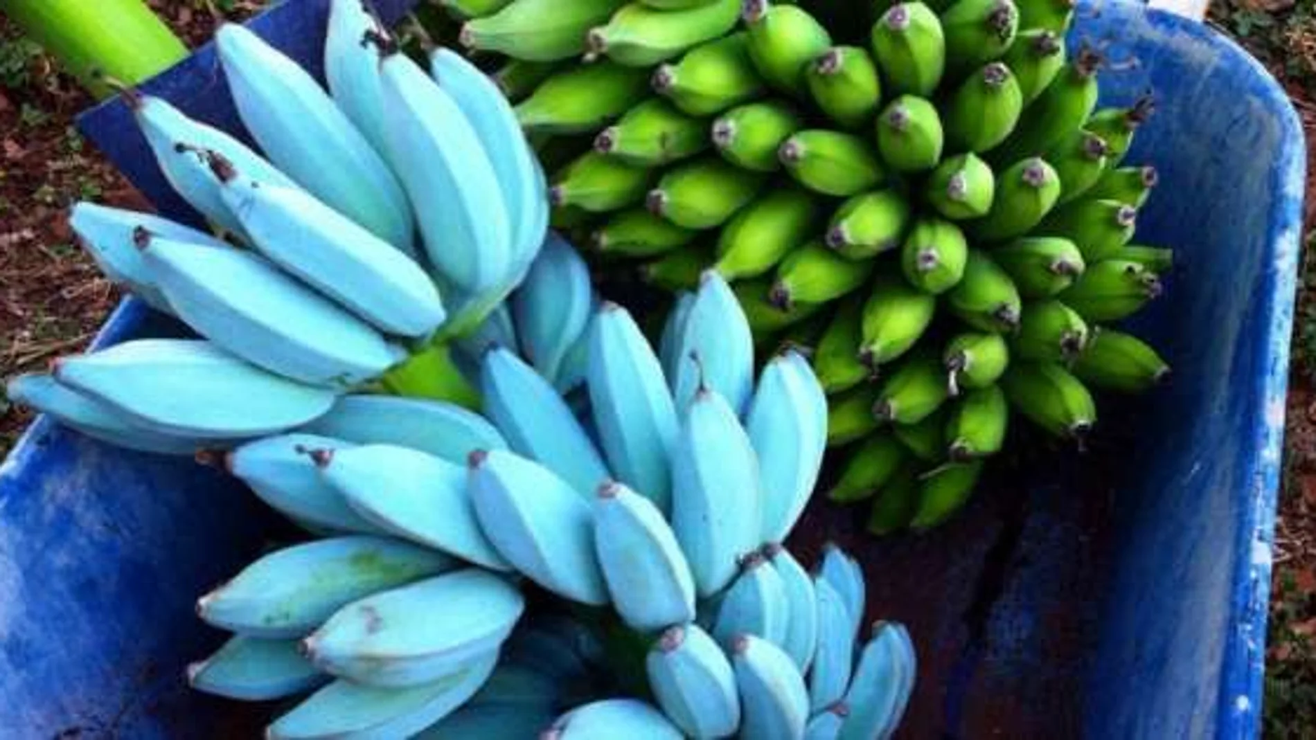 Plátano azul
