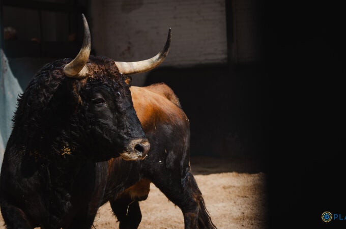 Estos son los serios toros de Lagunajanda para esta tarde en Las Ventas