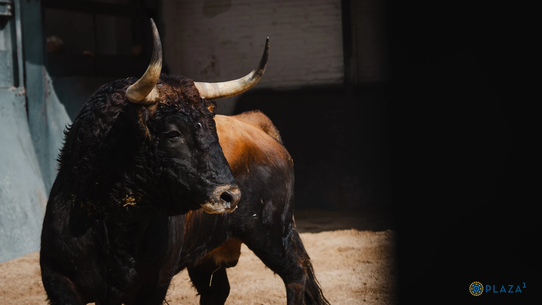 Estos son los serios toros de Lagunajanda para esta tarde en Las Ventas