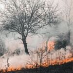 Los incendios afectan de forma desigual a los suelos según clima, vegetación e intensidad del fuego, revela el CSIC