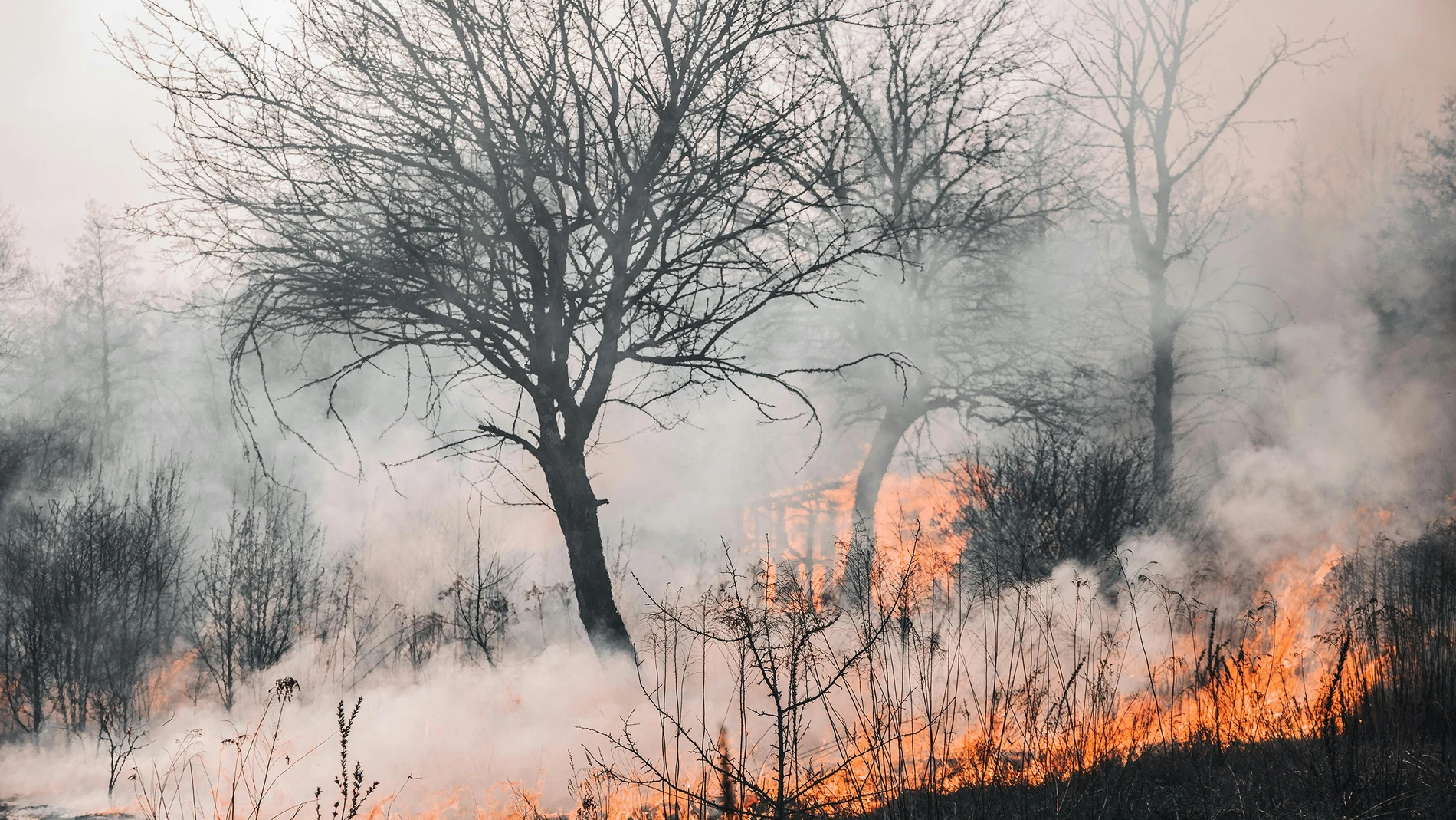 Los incendios afectan de forma desigual a los suelos según clima, vegetación e intensidad del fuego, revela el CSIC. REMITIDA / HANDOUT por CSIC Fotografía remitida a medios de comunicación exclusivamente para ilustrar la noticia a la que hace referencia la imagen, y citando la procedencia de la imagen en la firma 04/06/2025