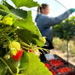 Las compras de Mercadona a proveedores de Castilla y León alcanzaron los 2.623 millones de euros en 2024, con más de 3.500 toneladas de fresa