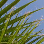 Puntas secas en las hojas de tus plantas: causas principales y cómo solucionarlo paso a paso