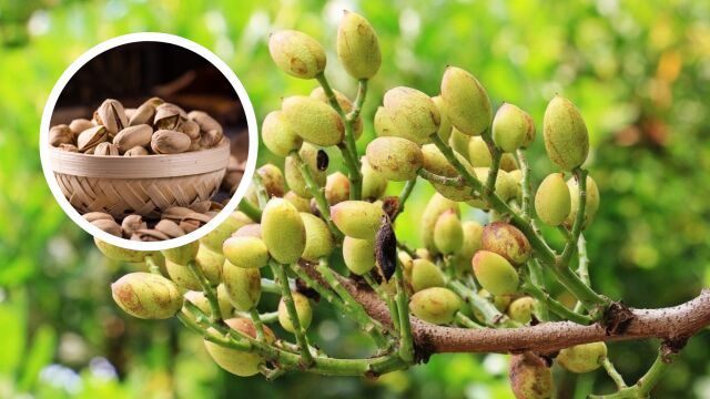 ¿Cómo se llama el árbol del pistacho? El nombre que muy pocos conocen