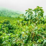 El café es uno de los alimentos más consumidos y contiene múltiples propiedades y beneficios para la salud, pero pocos conocen el nombre de su planta o el color de su fruto