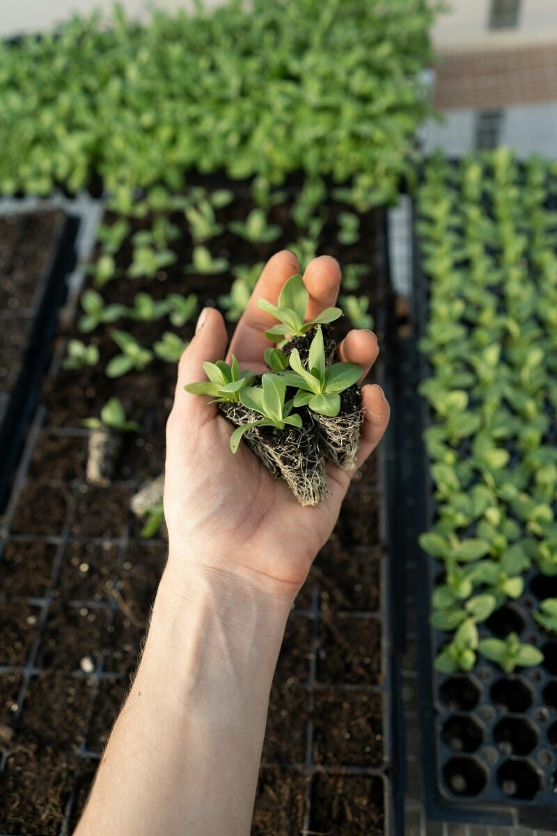 El ingrediente casero que está revolucionando la forma de cuidar tus plantas